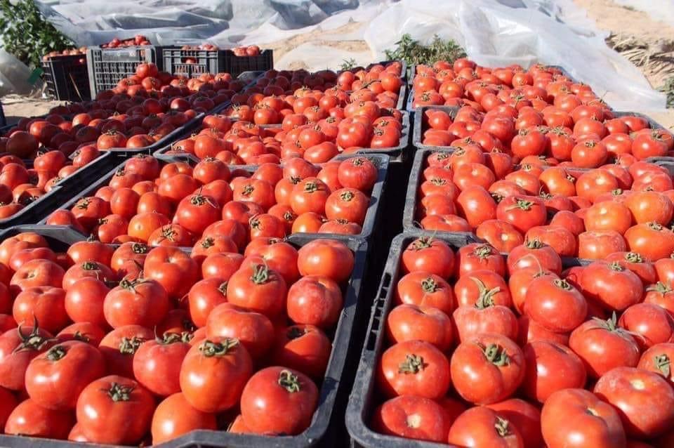 بينها الطماطم والرقي.. العراق يصدر 6 محاصيل إلى دول الخليج 