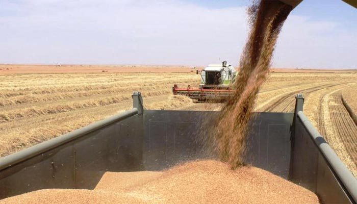 التجارة : ارتفاع معدل تسويق الحنطة في الموصل الى اكثر من 50 الف طن 